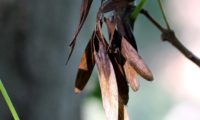 cacho de sâmaras de freixo-florido que permanecerá todo o Outono e Inverno na árvore - Fraxinus ornus - Fraxinus ornus