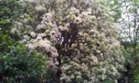 hábito florido de freixo-florido - Fraxinus ornus
