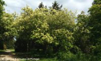 hábito de freixo-florido em floração branco-esverdeado, devido às folhas desabrochadas- Fraxinus ornus