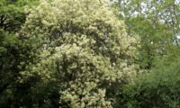 copa arredondada de freixo-florido em floração- Fraxinus ornus
