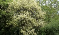 copa arredondada de freixo-florido em floração- Fraxinus ornus