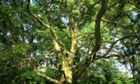 aspecto do tronco curto com pernadas baixas, grosas e ascendentes de freixo-florido - Fraxinus ornus