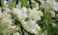 inflorescências branca de freixo-florido - Fraxinus ornus