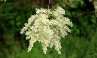 focalização de ramalhete isolado de flores brancas de freixo-florido - Fraxinus ornus
