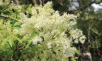 floração algo erguida, entre a folhagem de freixo-florido - Fraxinus ornus