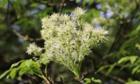 inflorescências erguida algo esverdeada de freixo-de-flor - Fraxinus ornus