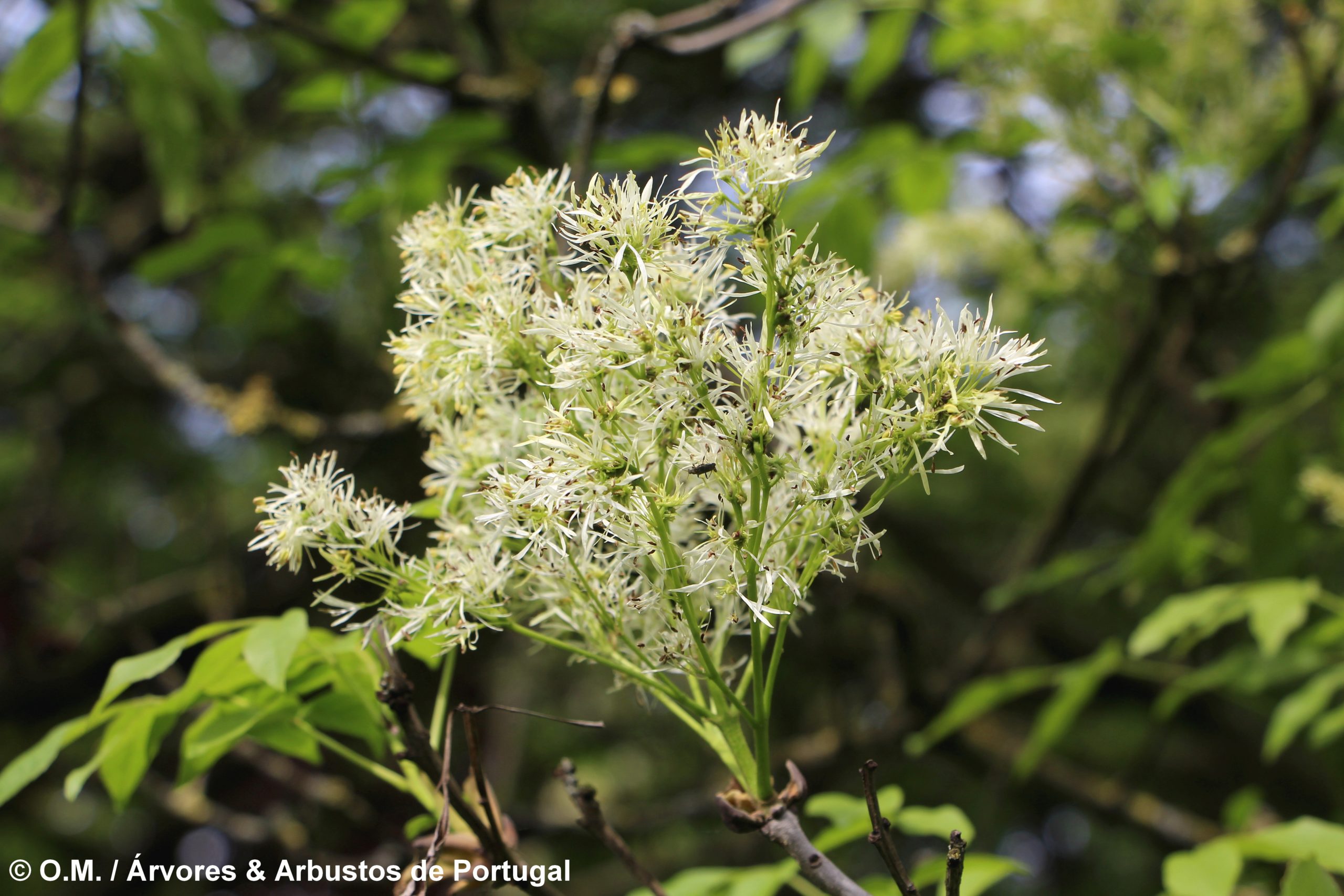 inflorescências erguida algo esverdeada de freixo-de-flor - Fraxinus ornus