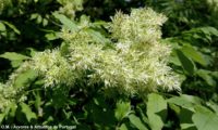 inflorescências de freixo-florido, destacando-se da folhagem - Fraxinus ornus