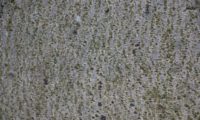 pormenor do ritidoma verrugoso do freixo-florido uma vez maturo, este prmanece sempre cinzento - Fraxinus ornus