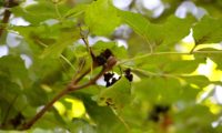 gema acastanhada e tomentosa de freixo-florido, preste a desabrochar na Primavera - Fraxinus ornus