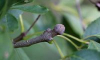 pormenor de dois gomos laterais e um terminal, ovais, densamente tomentosos, de cor cinzento-acastanhado de freixo-florido - Fraxinus ornus