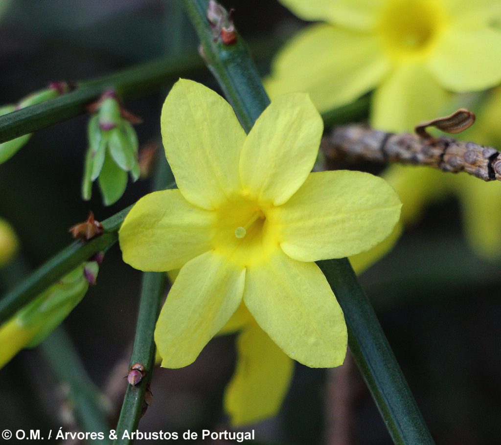 Jasminum nudiflorum - Jasmim-de-inverno Árvores e Arbustos de Portugal