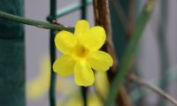 flor de jasmim-de-inverno perfeita, composta por 6 pétalas, com o carpelo visível - Jasminum nudiflorum