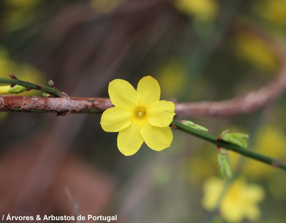 jasmim-de-inverno flor perfeita, ccálice com 6 pétalas, com o carpelo visível - Jasminum nudiflorum