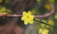 jasmim-de-inverno flor perfeita, ccálice com 6 pétalas, com o carpelo visível - Jasminum nudiflorum