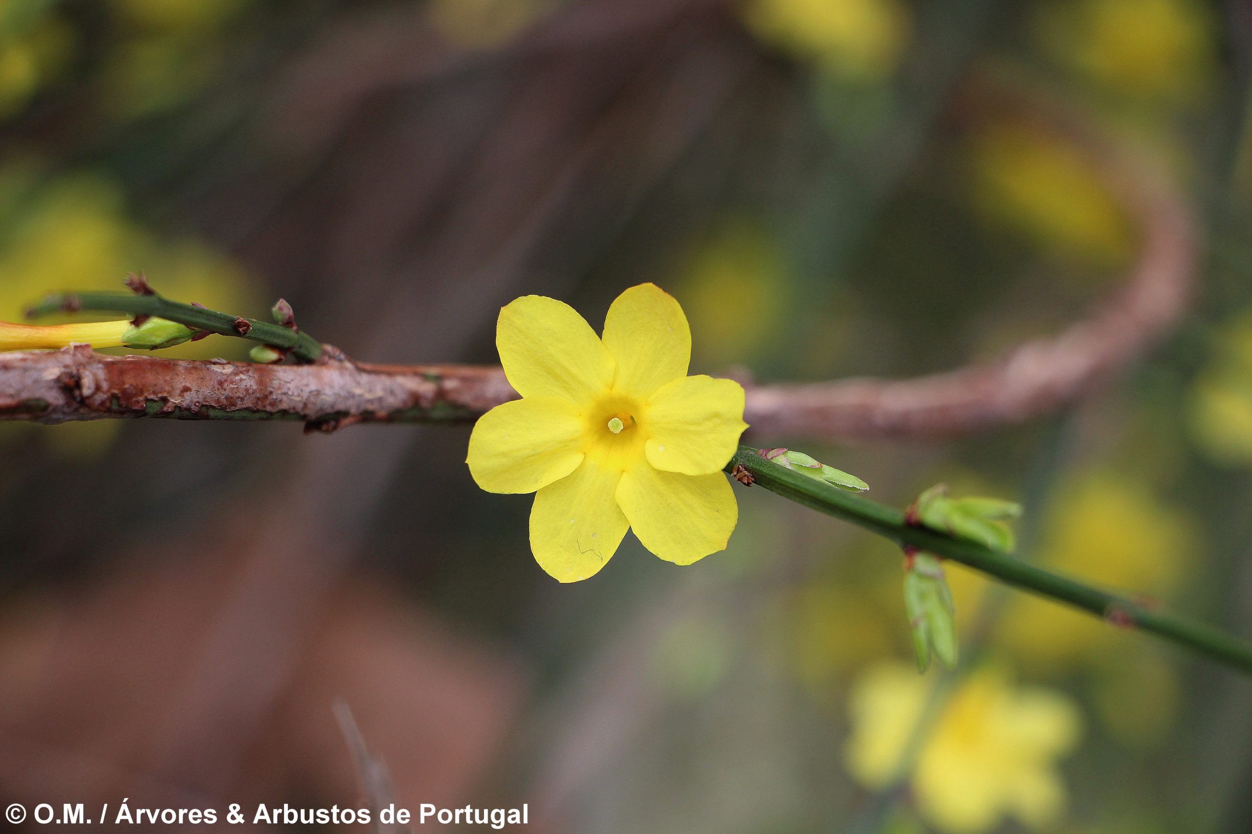 jasmim-de-inverno flor perfeita, ccálice com 6 pétalas, com o carpelo visível - Jasminum nudiflorum