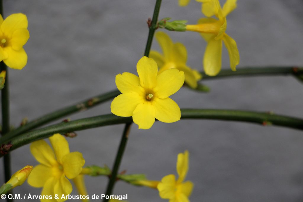 Jasminum nudiflorum - Jasmim-de-inverno Árvores e Arbustos de Portugal