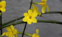 grupo de flores solitárias de jasmim-de-inverno - Jasminum nudiflorum