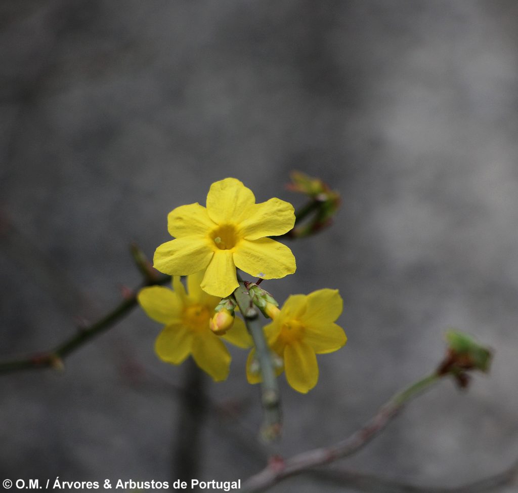 Jasminum nudiflorum - Jasmim-de-inverno Árvores e Arbustos de Portugal