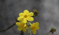 grupo de flores solitárias de jasmim-de-inverno, amarelo-canário do cálice, 6 pétalas, carpelo visível no tubo - Jasminum nudiflorum