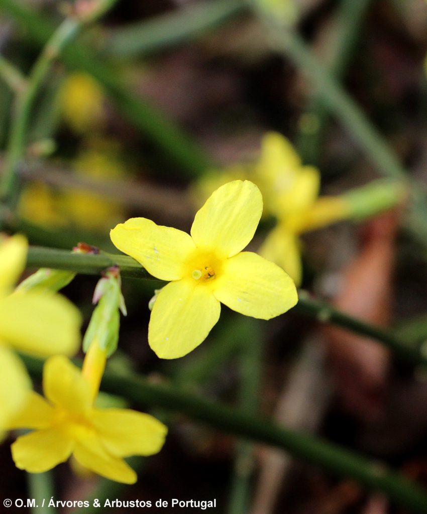 Jasminum nudiflorum - Jasmim-de-inverno Árvores e Arbustos de Portugal