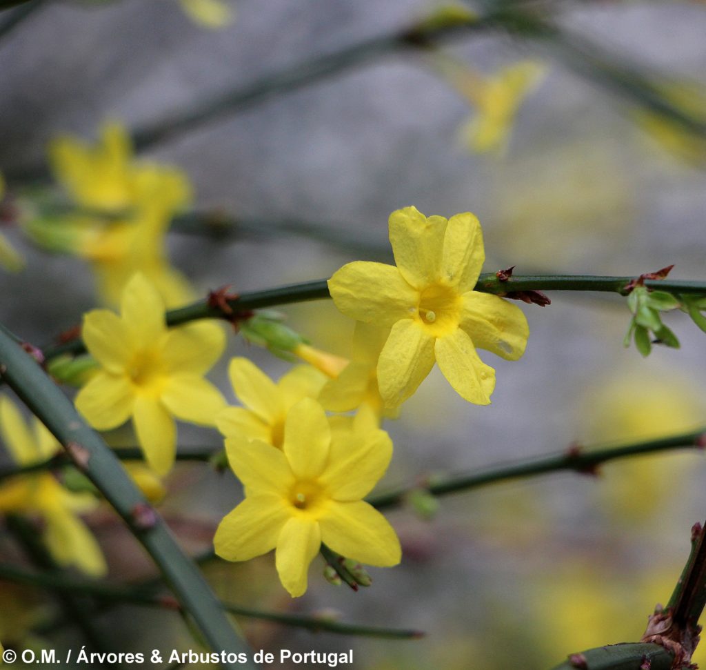 Jasminum nudiflorum - Jasmim-de-inverno Árvores e Arbustos de Portugal