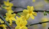 grupo de 5 flores solitárias de jasmim-de-inverno, cálice amarelo, 6 pétalas, carpelo bem visível no tubo - Jasminum nudiflorum