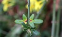 folhas de jasmim-de-inverno com princípio de coloração outonal - Jasminum nudiflorum