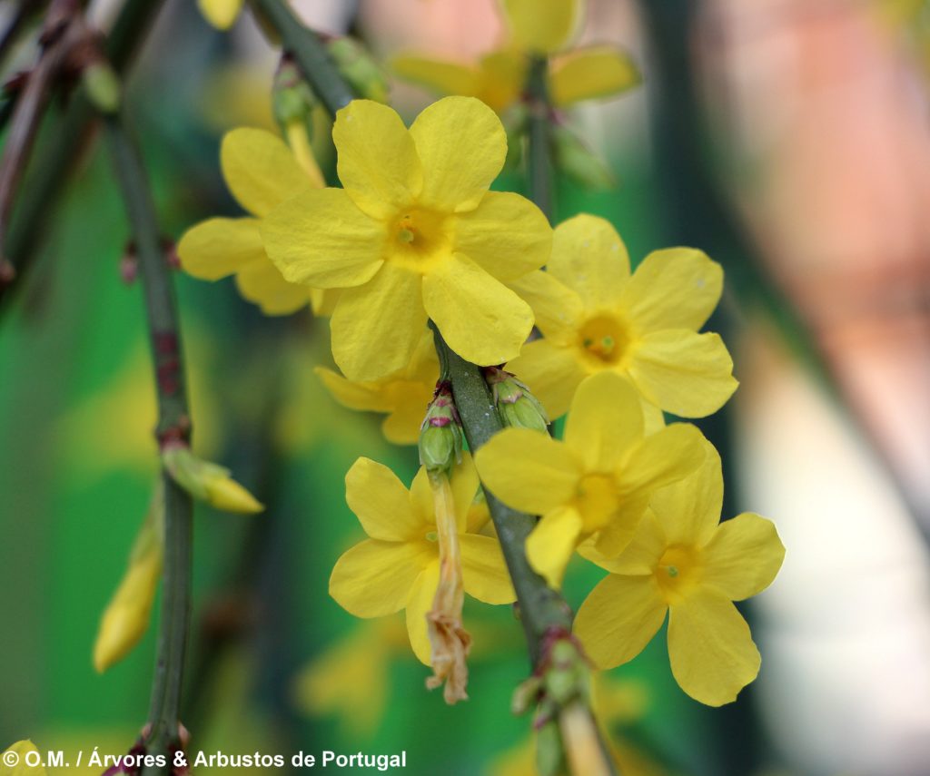 Jasminum nudiflorum - Jasmim-de-inverno Árvores e Arbustos de Portugal