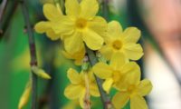 jasmim-de-inverno: caule com 6 flores solitárias, algumas flores com 5 pétalas, carpelos visíveis no tubo - Jasminum nudiflorum