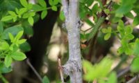 jasmim-de-inverno, aspecto e cores do pequeno tronco do - Jasminum nudiflorum