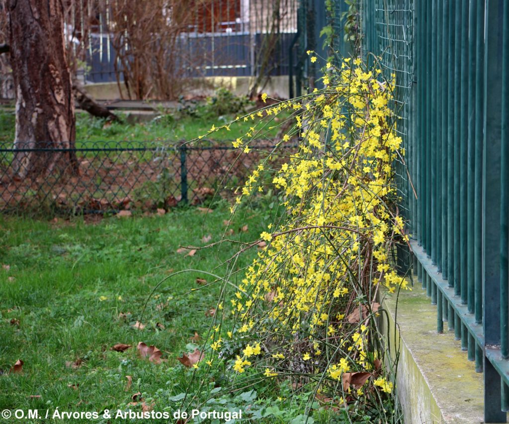 Jasminum nudiflorum - Jasmim-de-inverno Árvores e Arbustos de Portugal