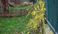 pequeno jasmim-de-inverno, com abundante floração, treliçado a uma grade, num jardim público - Jasminum nudiflorum