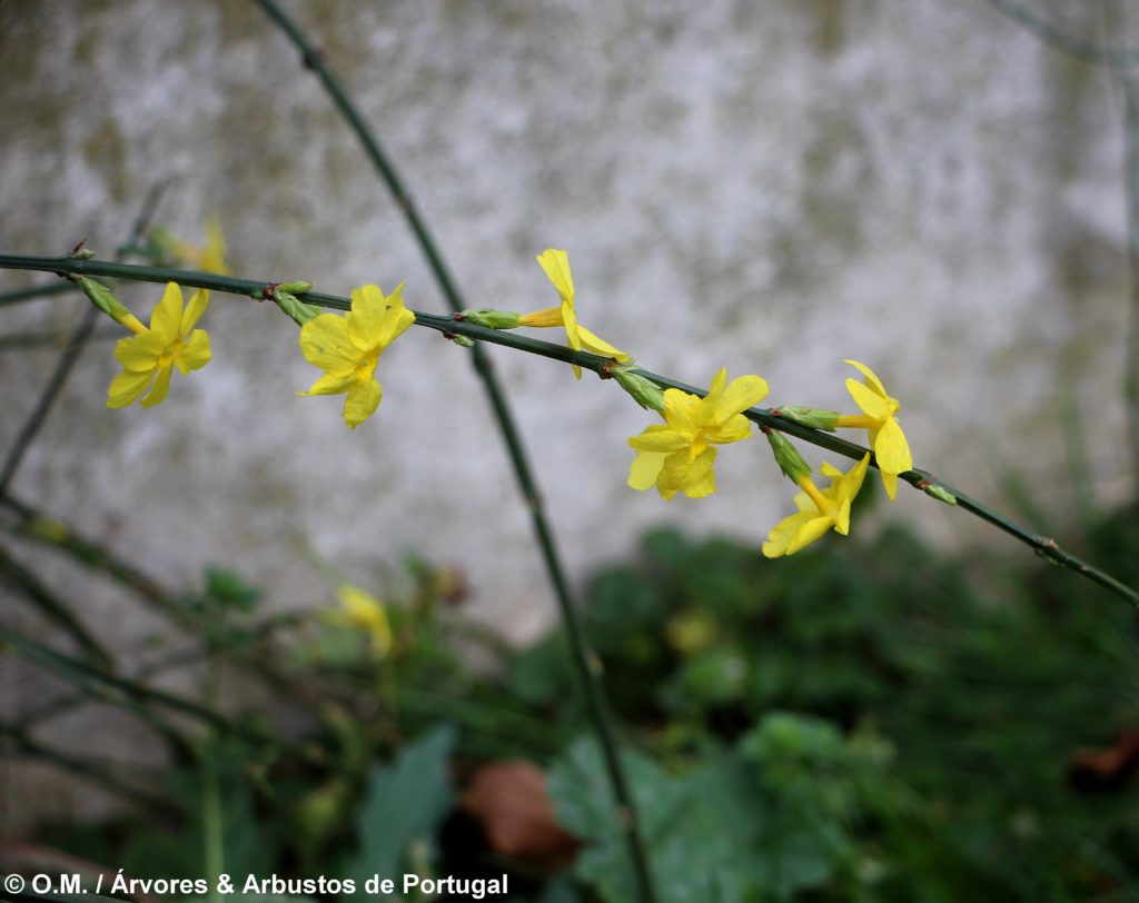 Jasminum nudiflorum - Jasmim-de-inverno Árvores e Arbustos de Portugal