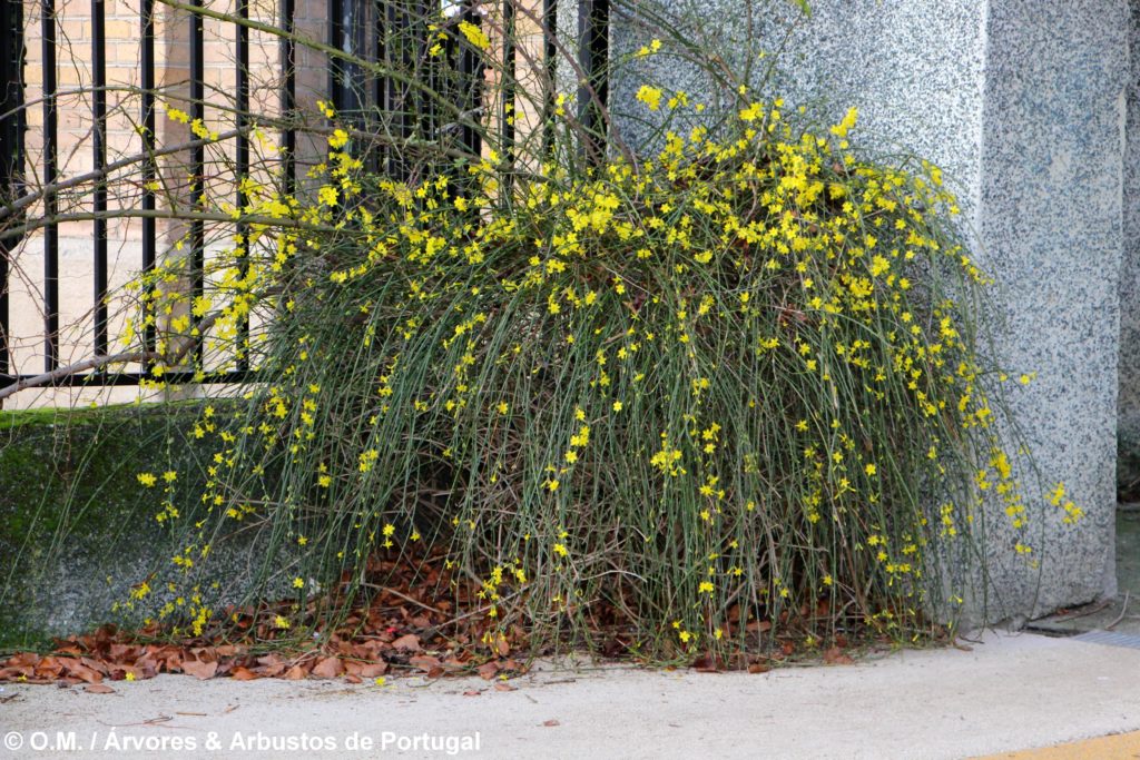 Jasminum nudiflorum - Jasmim-de-inverno Árvores e Arbustos de Portugal