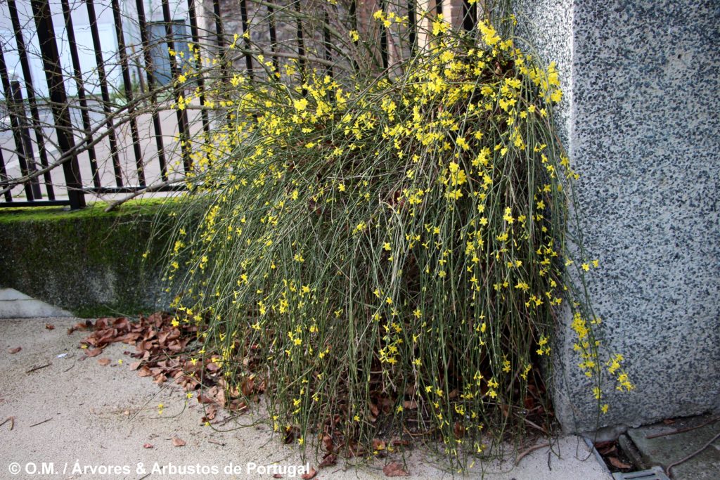 Jasminum nudiflorum - Jasmim-de-inverno Árvores e Arbustos de Portugal