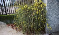 hábito do jasmim-de-inverno, em que os caules tombantes estão em plena floração - Jasminum nudiflorum