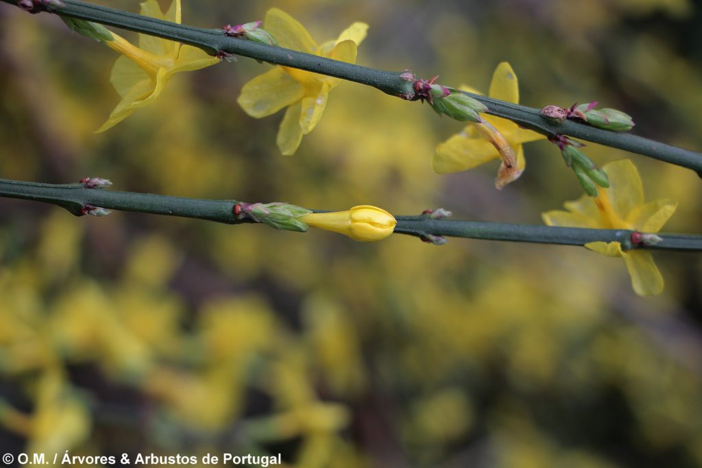 Jasminum nudiflorum - Jasmim-de-inverno Árvores e Arbustos de Portugal