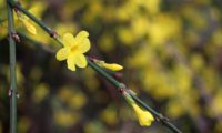 jasmineiro-de-inverno, aspecto do caule tetragonal com as 3 fases da floração, botão fechado, flor-semiaberta e flor plenamente aberta amarelo-luminoso. As brácteas lanceoladas e avermelhadas na base são muito visíveis - Jasminum nudiflorum