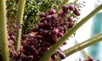 cacho de frutos maduros castanho-avermelhados, nos finais do Verão de palmeira-anã - Chamaerops humilis
