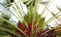 vista dos três estados da maturação dos frutos de palmeira-anã, palmeira-das-vassouras ou palmeira-vassoureira - Chamaerops humilis