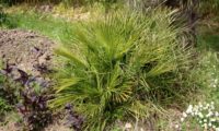 hábito rasteiro de palmeira-anã, palmeira-das-vassouras ou palmeira-vassoureira - Chamaerops humilis