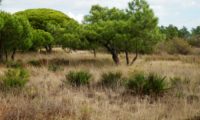 porte cespitoso de várias palmeiras-anãs no meio natural, aqui junto à Ria Formosa, Algarve - Chamaerops humilis