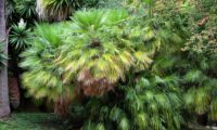 porte cespitoso de palmeira-anã, com cerca de dois metros de altura, aqui no Jardim Botânico de Lisboa - Chamaerops humilis