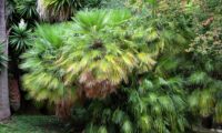 porte cespitoso de palmeira-anã, com cerca de dois metros de altura, aqui no Jardim Botânico de Lisboa - Chamaerops humilis