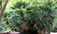 porte cespitoso de palmeira-anã, com 2-3 metros de altura, Jardim Botânico de Lisboa - Chamaerops humilis