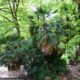 hábito cespitoso de palmeira-anã, com mais de 3 metros de altura, Jardim Botânico de Lisboa - Chamaerops humilis