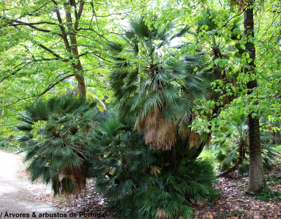 hábito cespitoso de palmeira-anã, com mais de 3 metros de altura, Jardim Botânico de Lisboa - Chamaerops humilis