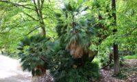 hábito cespitoso de palmeira-anã, com mais de 3 metros de altura, Jardim Botânico de Lisboa - Chamaerops humilis