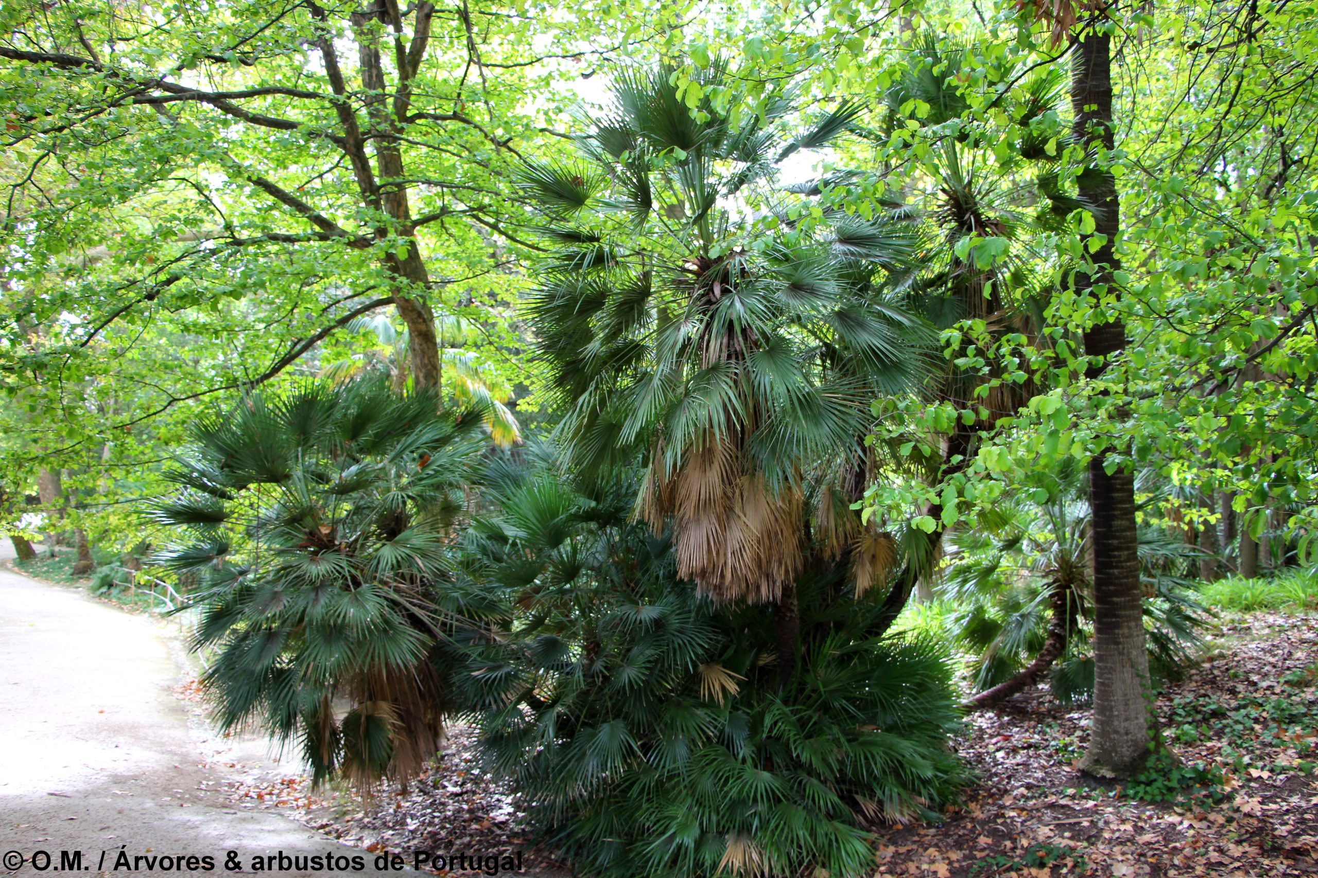 hábito cespitoso de palmeira-anã, com mais de 3 metros de altura, Jardim Botânico de Lisboa - Chamaerops humilis